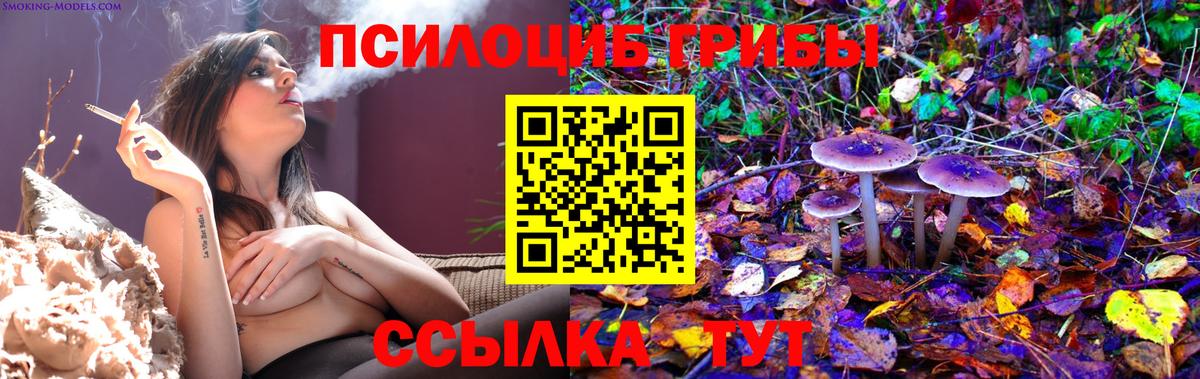 Александров  Галлюциногенные грибы Psilocybe  Вход с VPN 